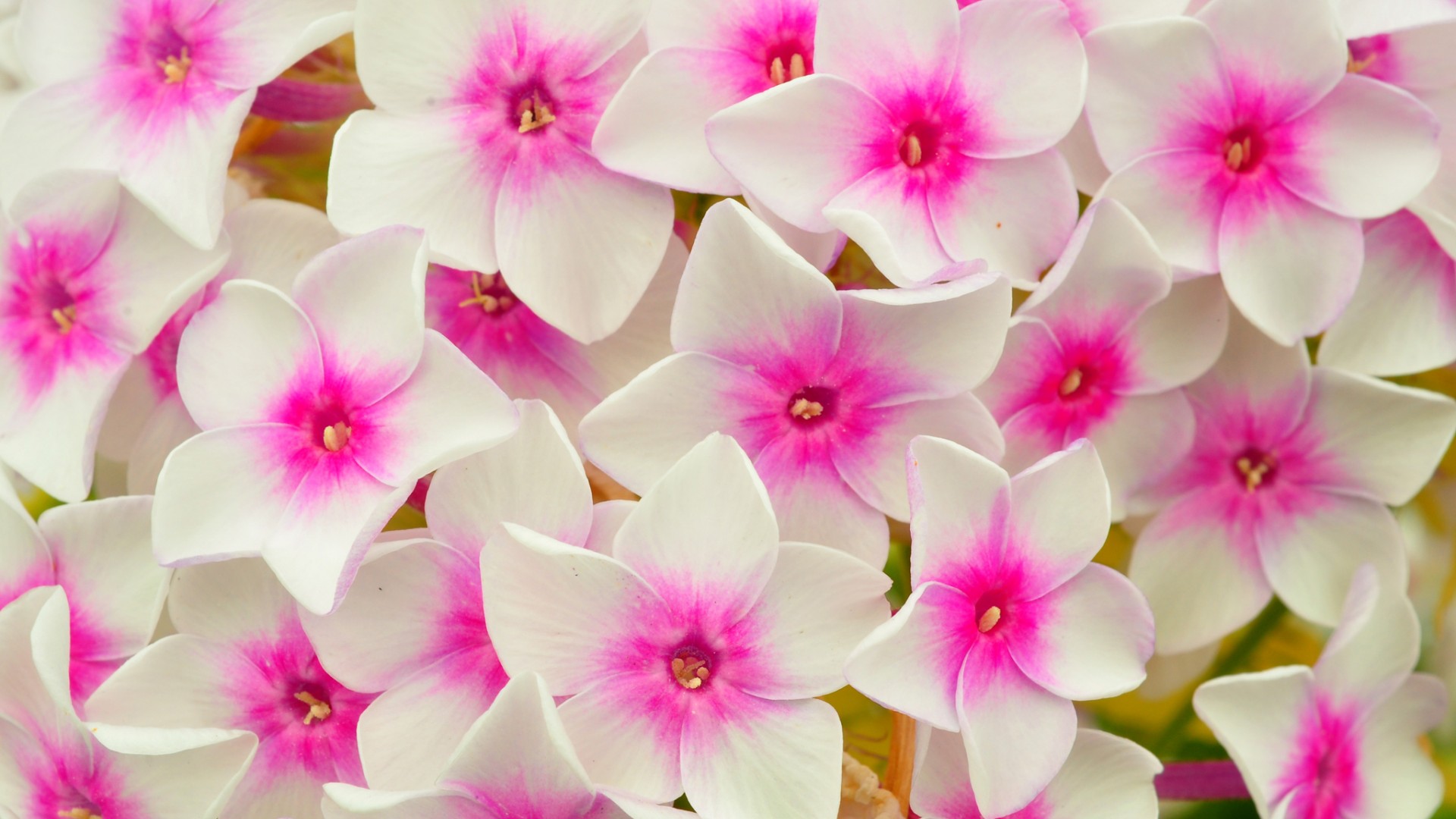 花瓣，五角，白色花瓣，粉色，桌面壁纸