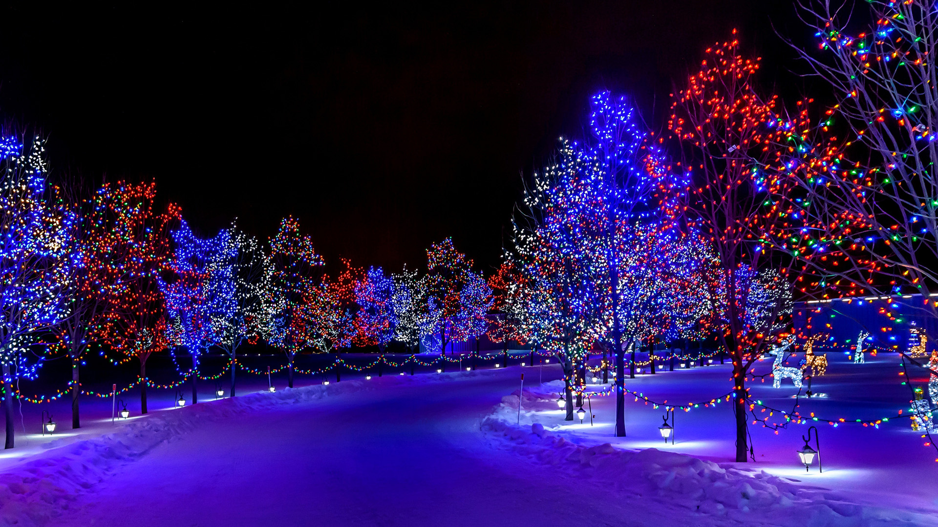 圣诞快乐,晚上,灯,树木,路,风景桌面壁纸