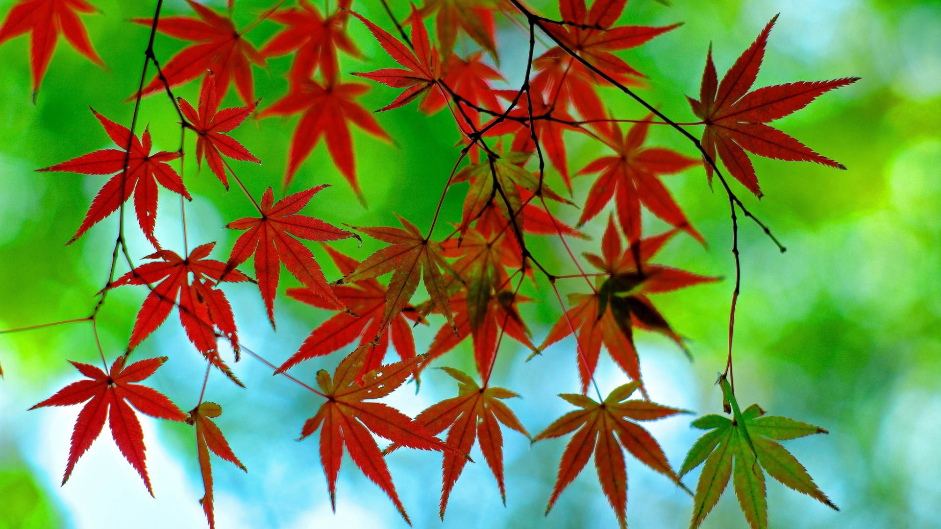 红色叶子,树枝,秋天,绿色背景桌面壁纸