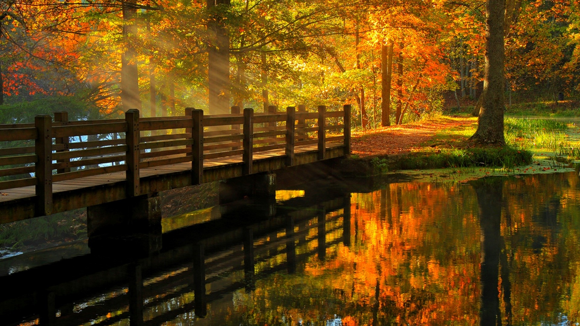 叶子,公园,胡同,树木,森林,秋天,木桥,河,桌面壁纸