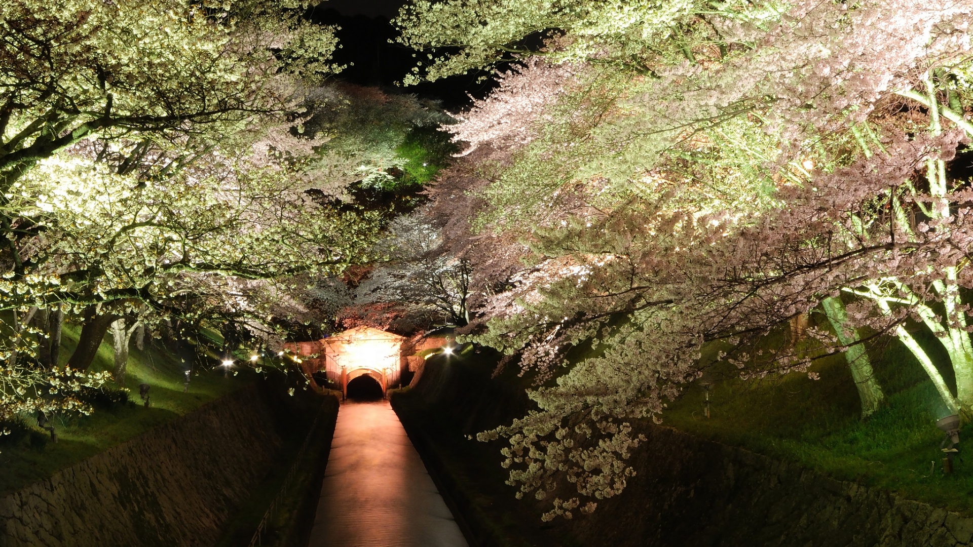 免费下载，夜晚水渠樱花盛景，树影婆娑，绝美桌面壁纸