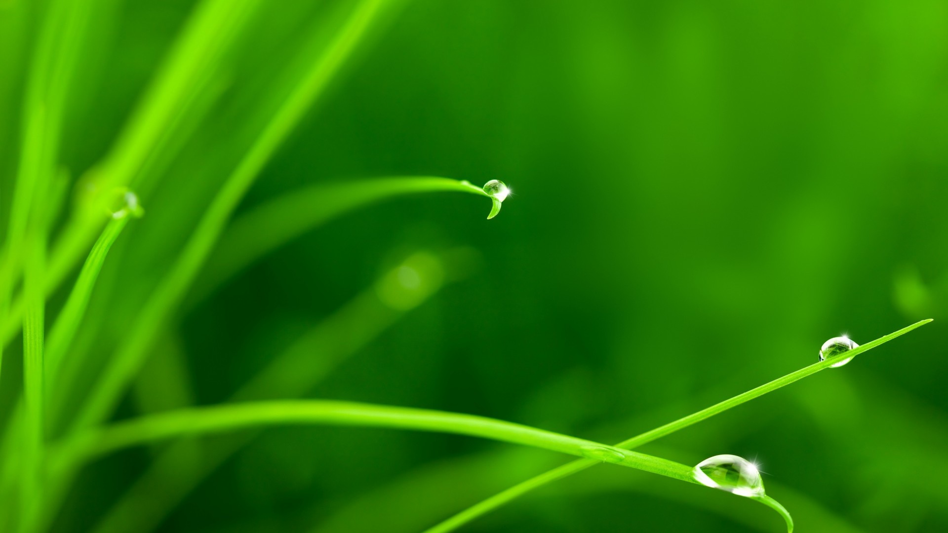 草,水滴,露珠,绿色壁纸