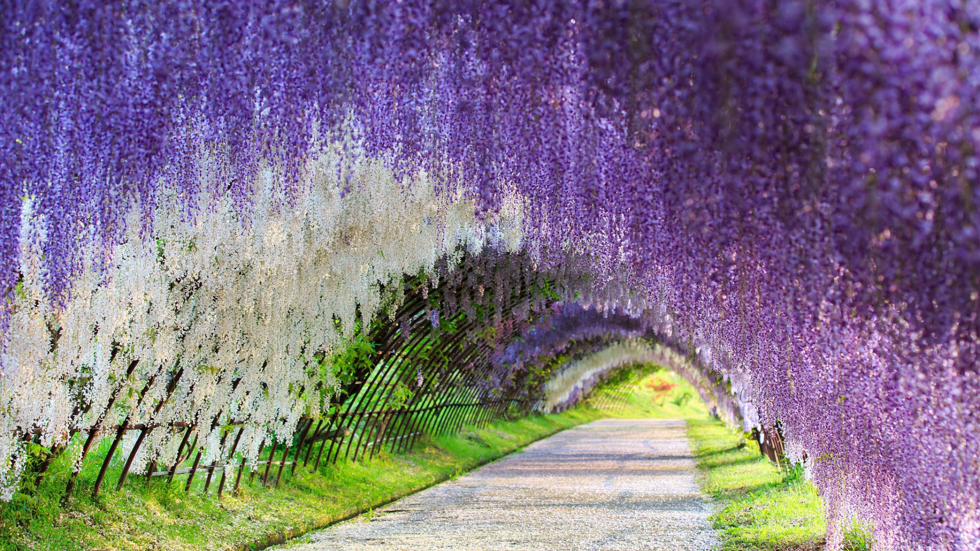 日本富士花园,紫藤花的隧道风景桌面壁纸
