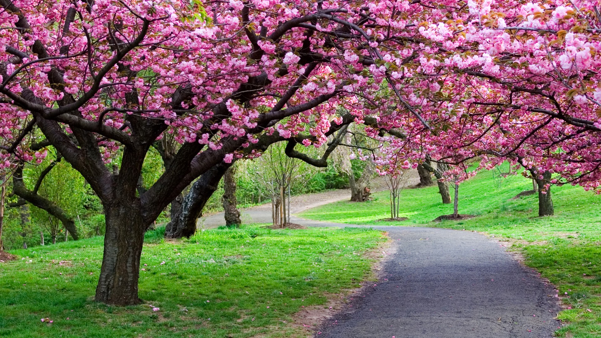 粉色花朵，公园，树林，道路，绿草地，自然风景壁纸
