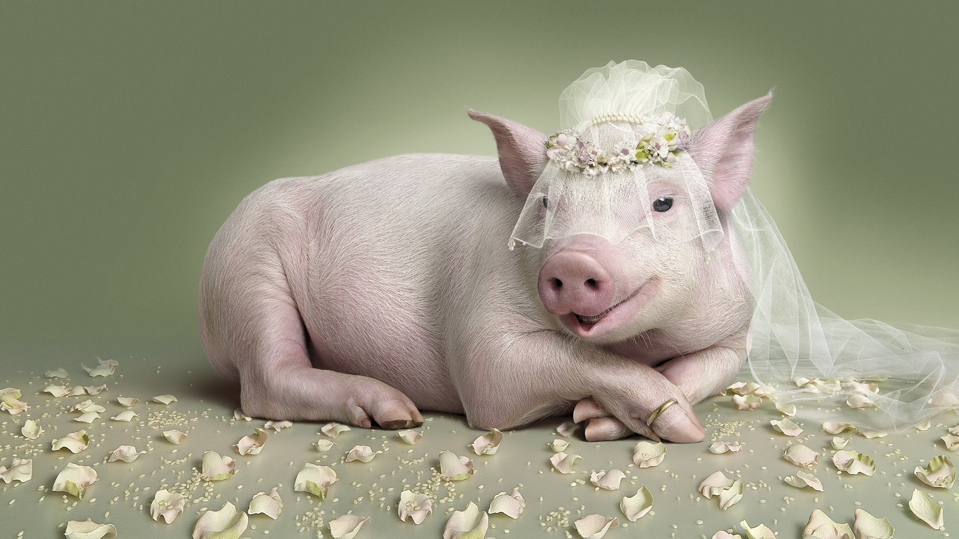 小猪，新娘，婚纱照，可爱桌面壁纸