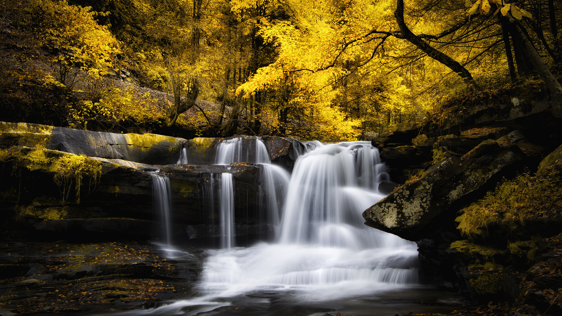 秋天森林黄色树叶,瀑布流水,自然美景桌面壁纸