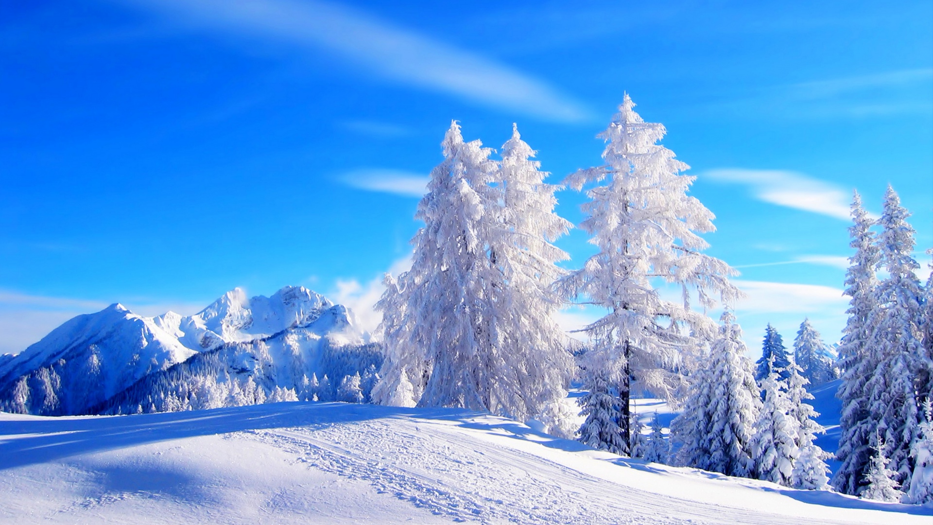 冬天,树,天空,森林,优美的冬季雪景桌面壁纸