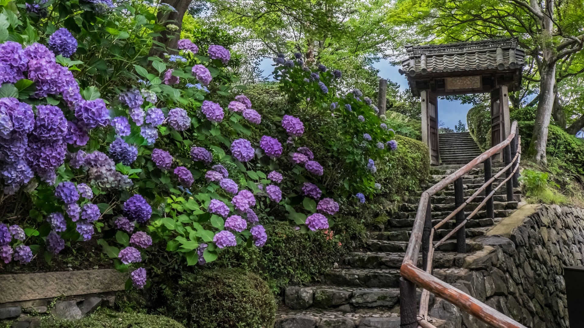 吉峰寺，日本京都，凉亭，阶梯，树木，鲜花，风景桌面壁纸