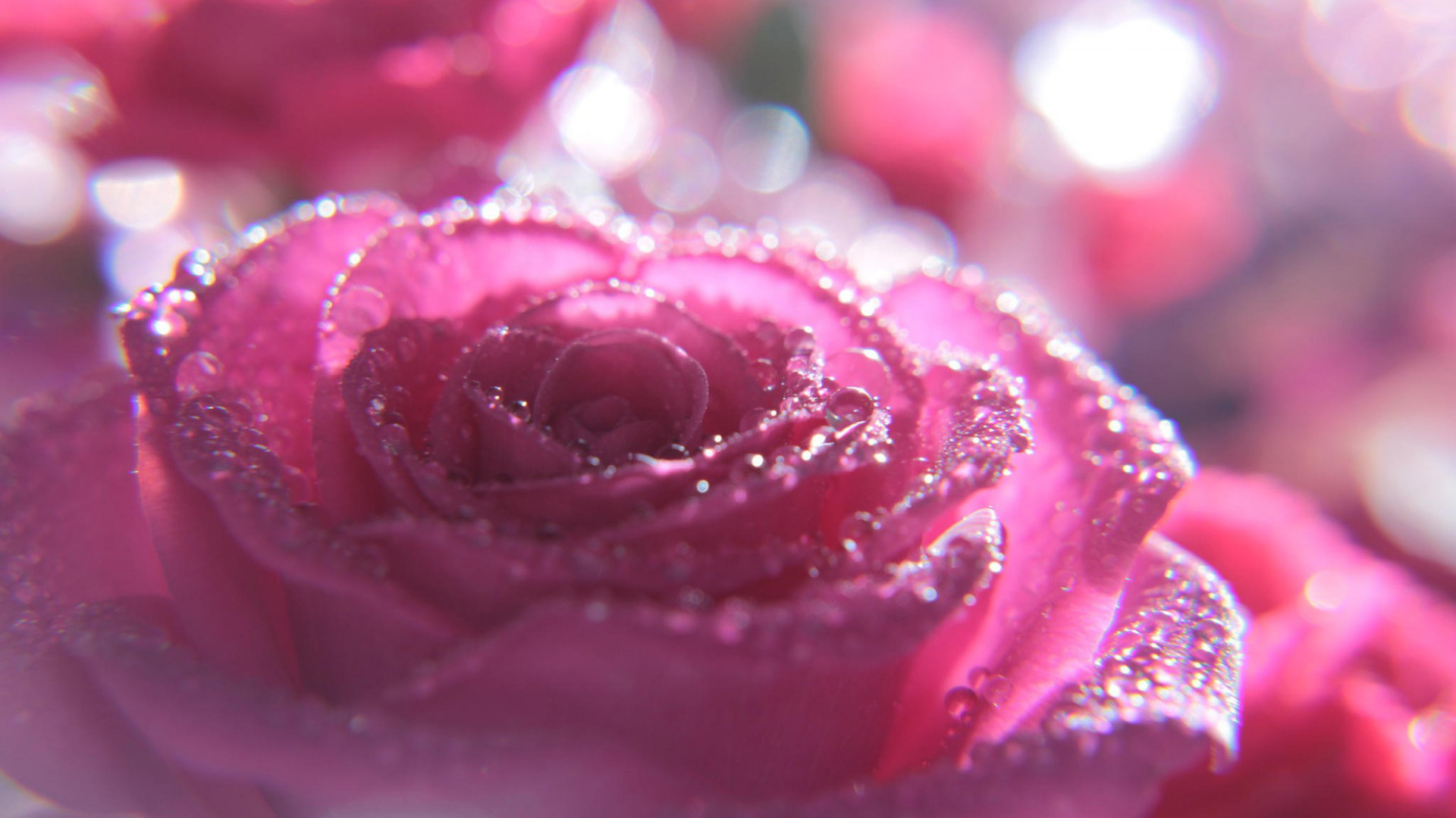 粉红色玫瑰花，水滴，桌面壁纸