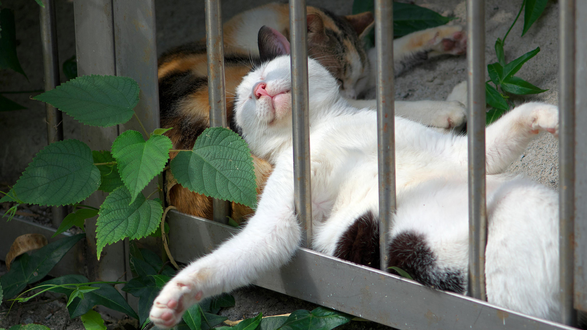 猫爪轻触桌面，可爱瞬间捕捉！免费下载精美猫睡觉爪子动物电脑壁纸