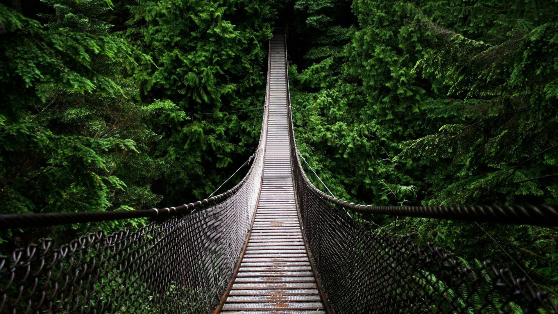 森林桥梁美景，免费自然风光桌面壁纸下载
