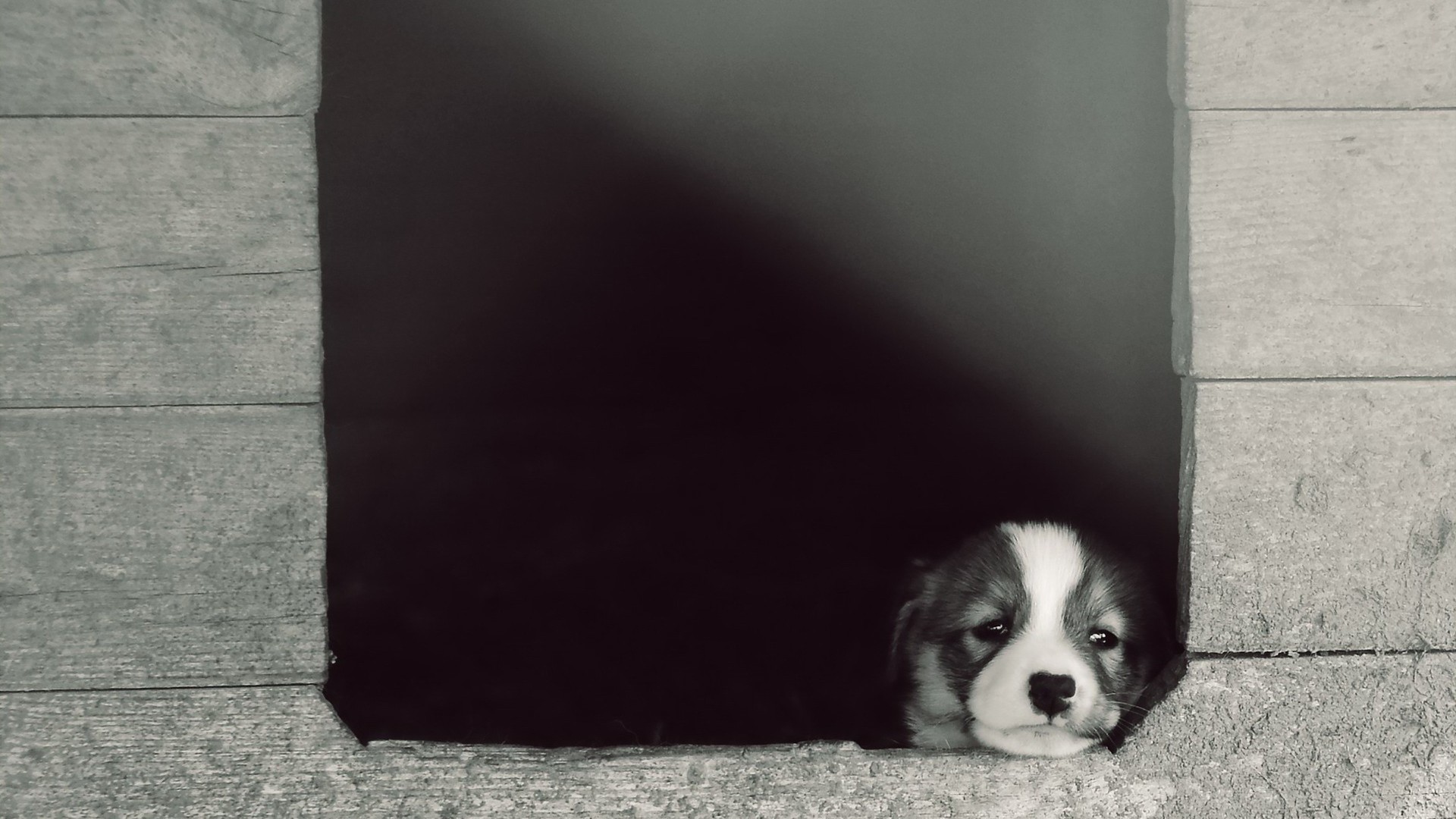 小狗,往窗外看,凝望的眼神,孤单的小狗,壁纸