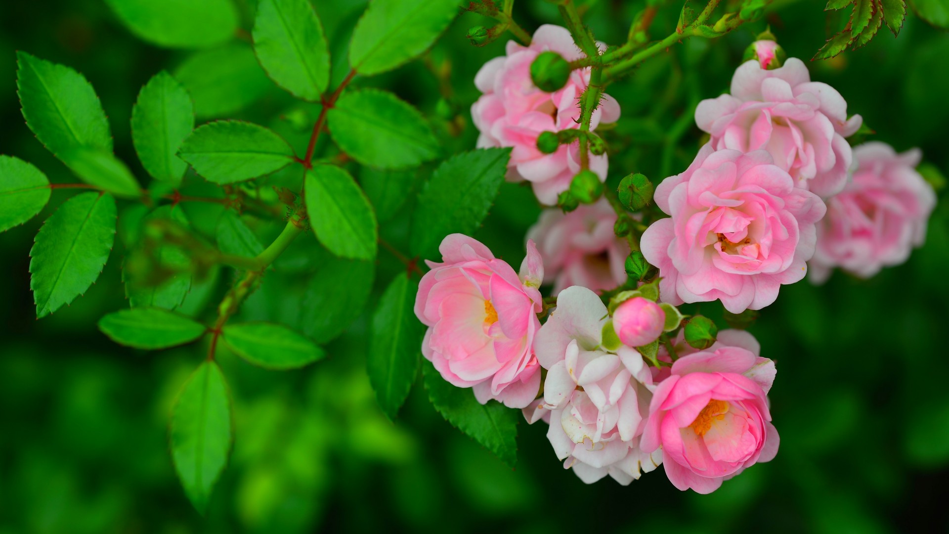 粉色玫瑰,枝条,绿叶叶子,玫瑰花壁纸