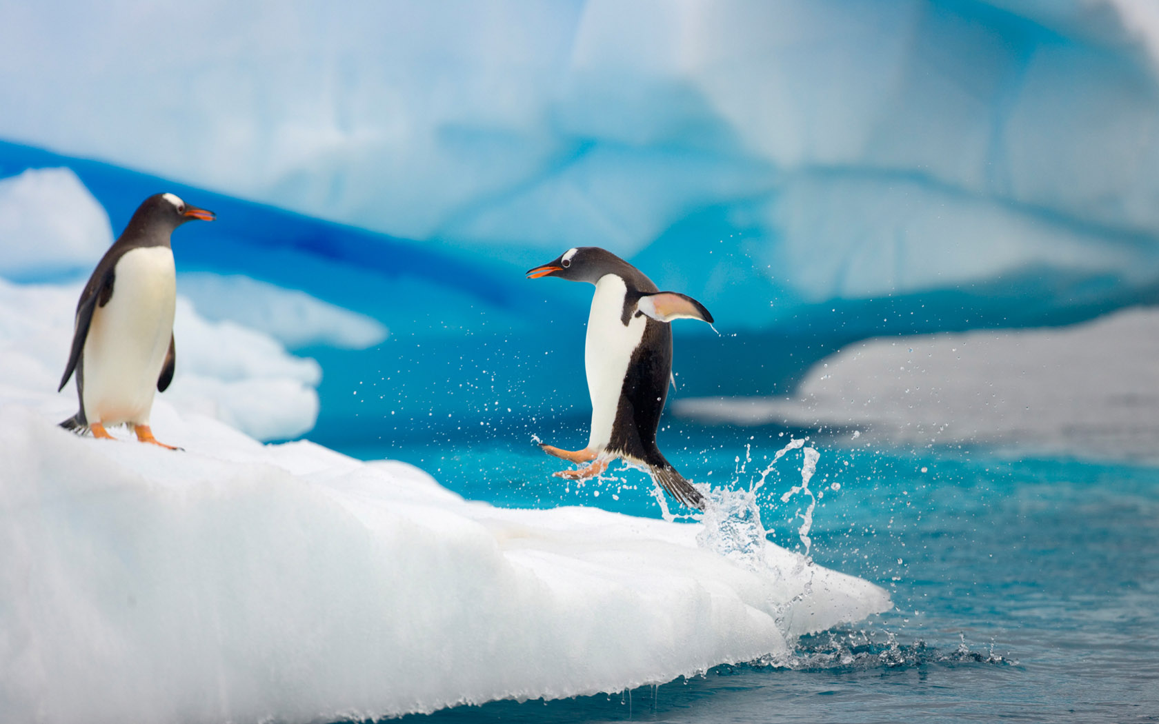 南极可爱企鹅桌面壁纸