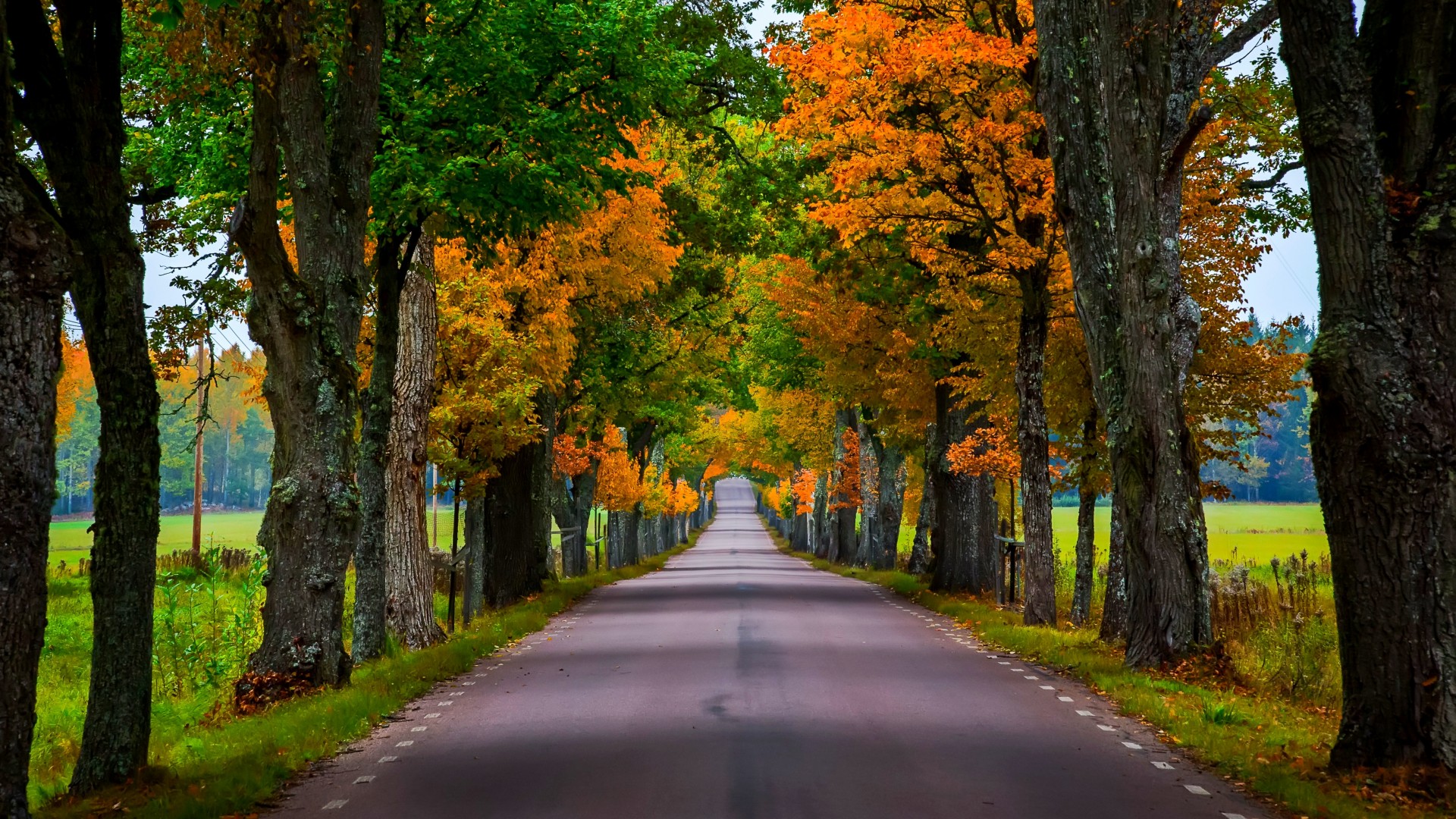 树林,树叶,路,秋天的美景,高清风景桌面壁纸