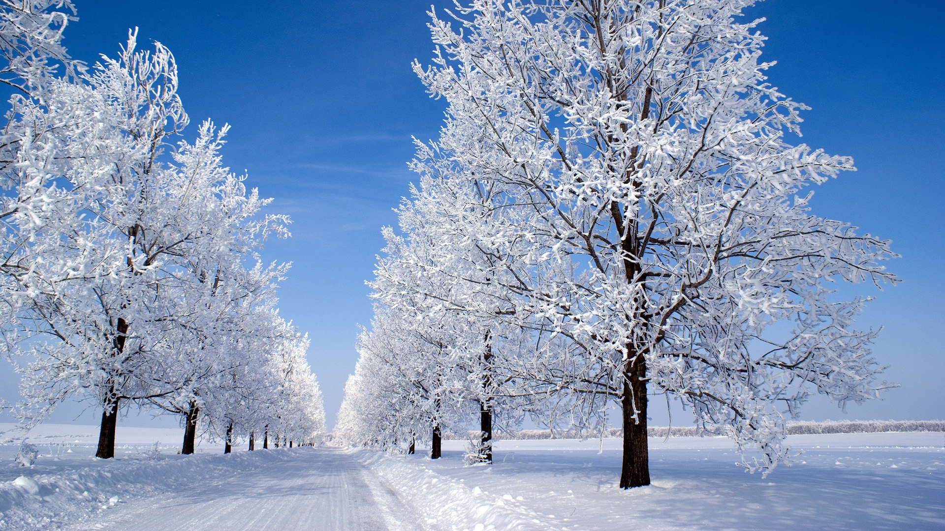 雪的早晨，冬天的早晨，树林，公路，雪地，蓝天，风景桌面壁纸