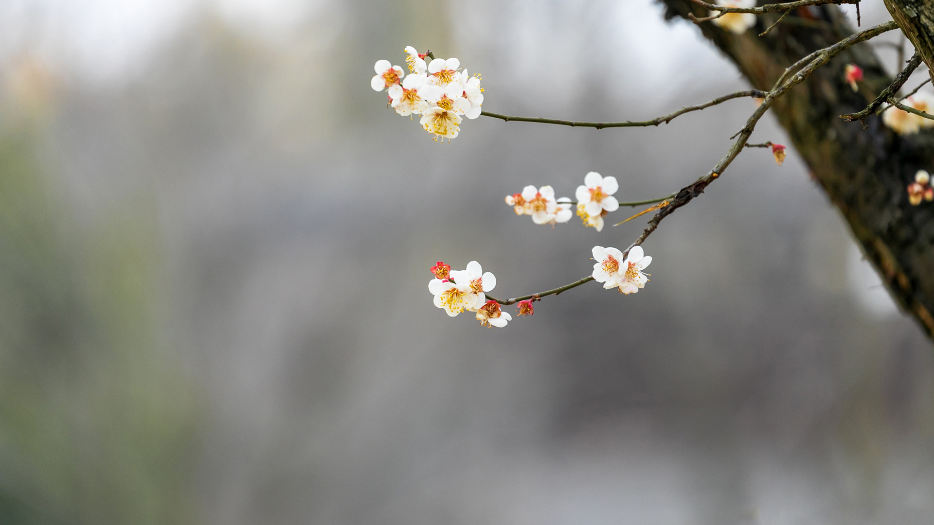 春韵 树 鲜花 春天壁纸