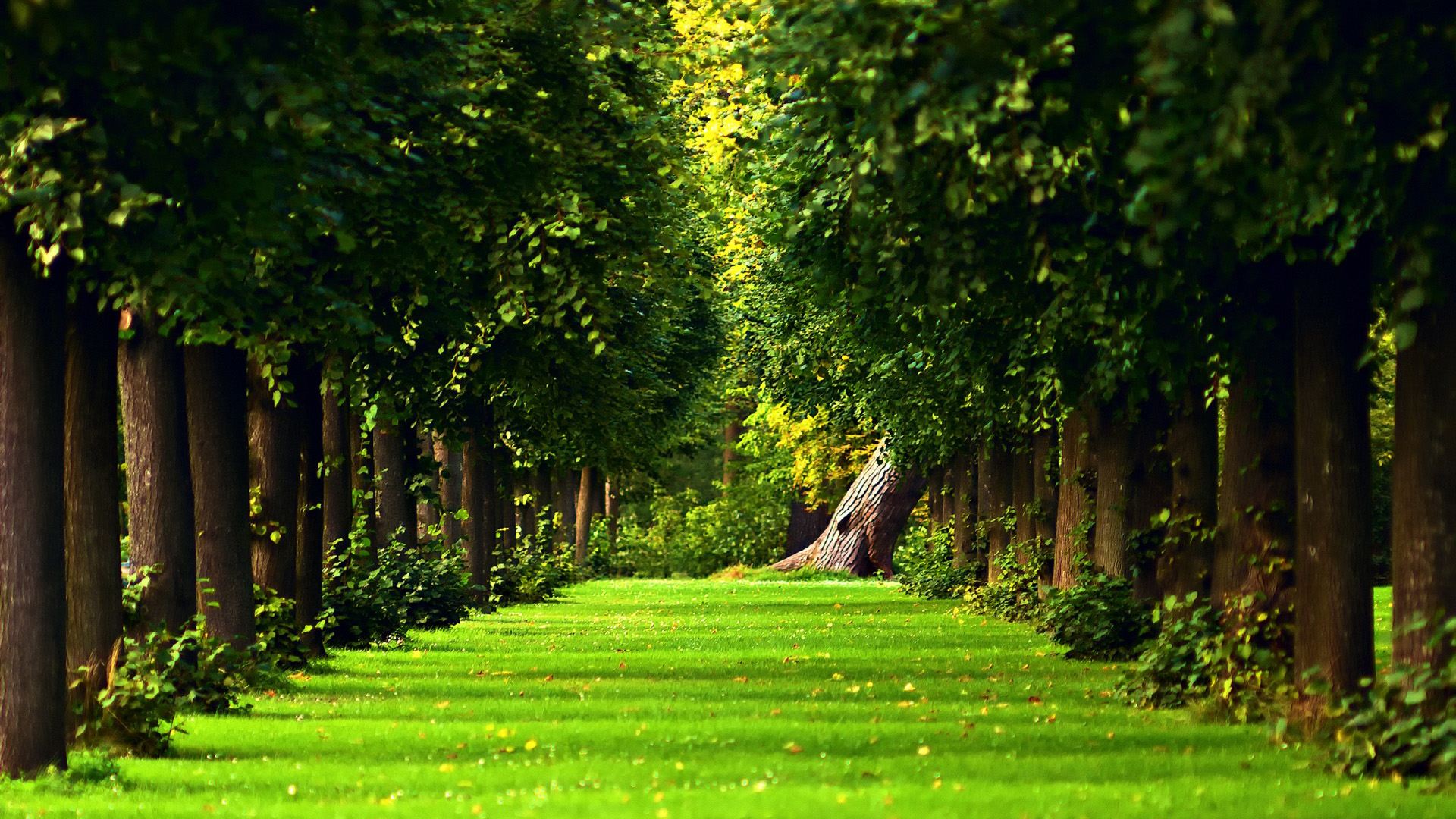 树,路径,绿色风景桌面壁纸