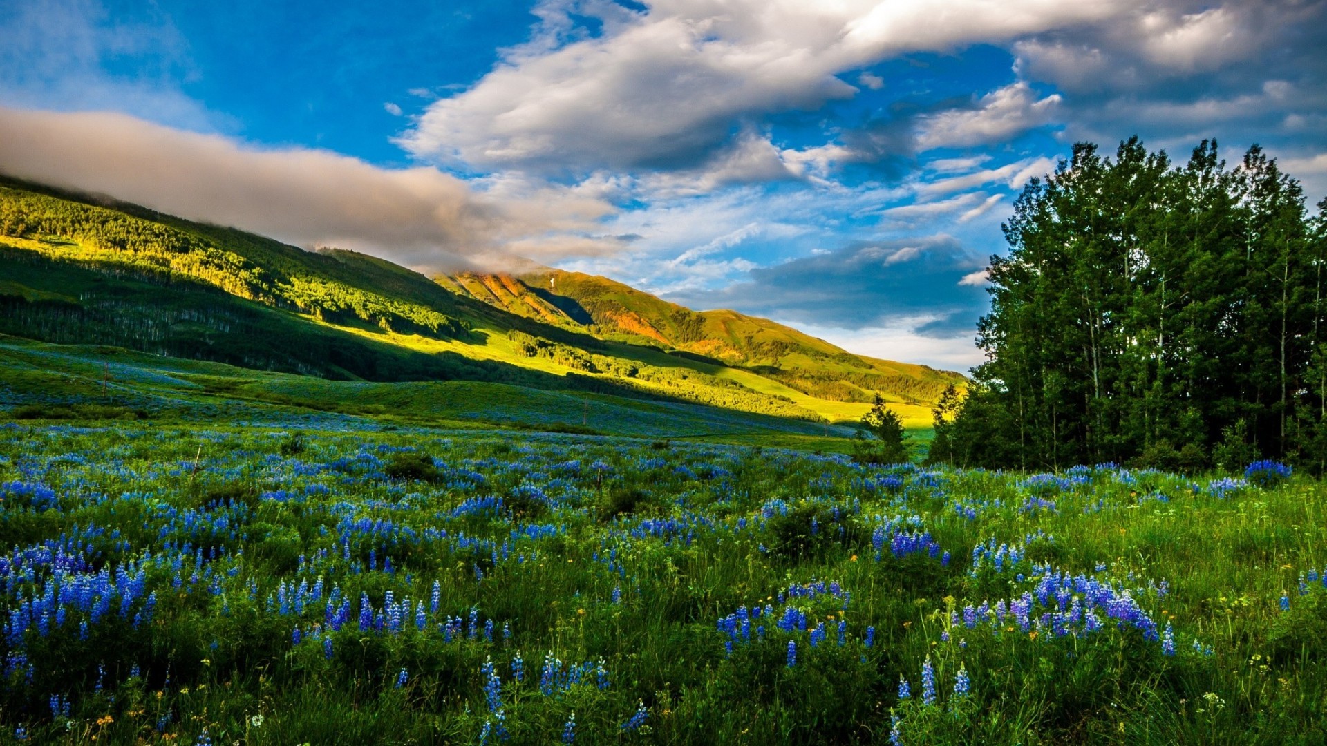 美国科罗拉多州,高山,草地,鲜花,风景壁纸