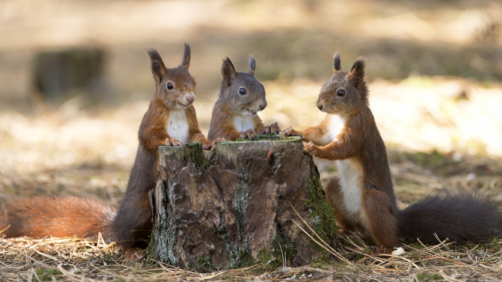 树桩，三只小松鼠，松鼠会议，秋叶，主题动物图片壁纸