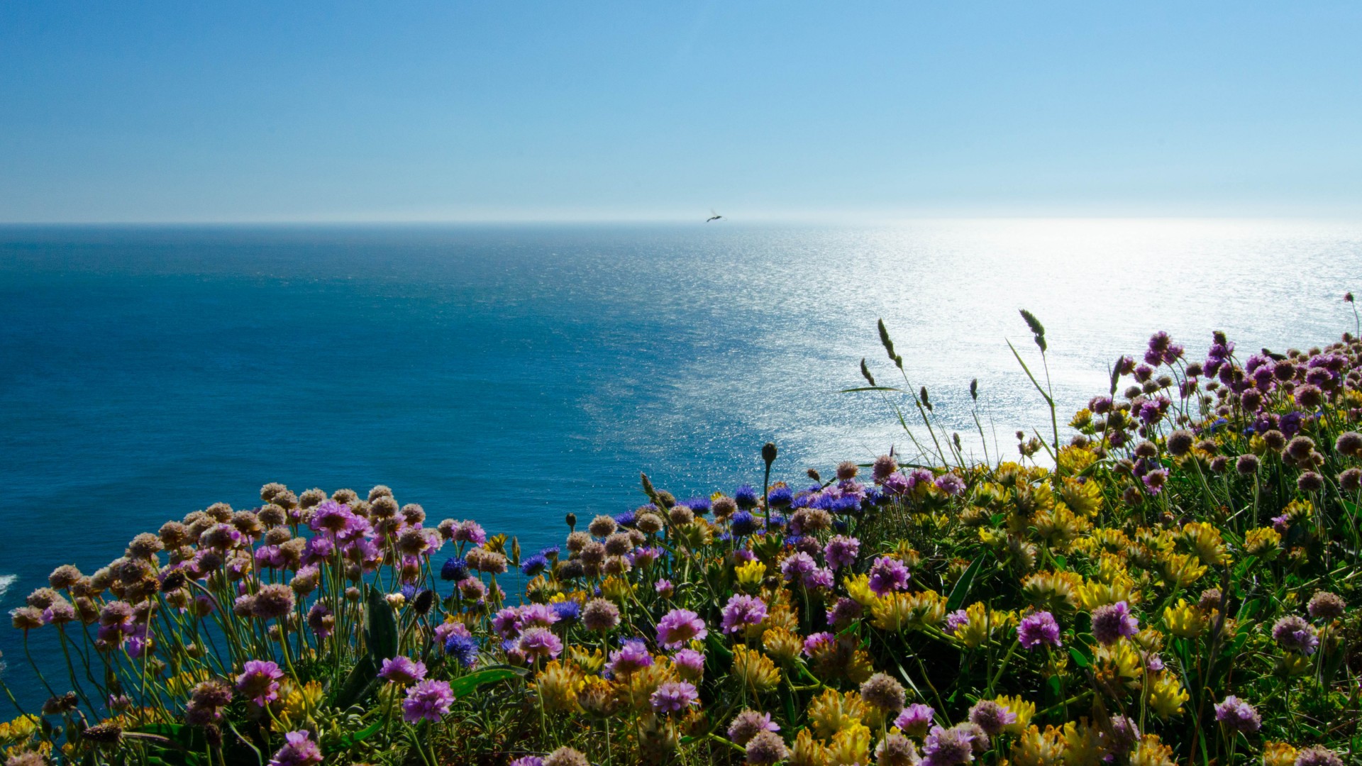 英格兰,爱尔兰海,海雀岛,鲜花,大海风景桌面壁纸
