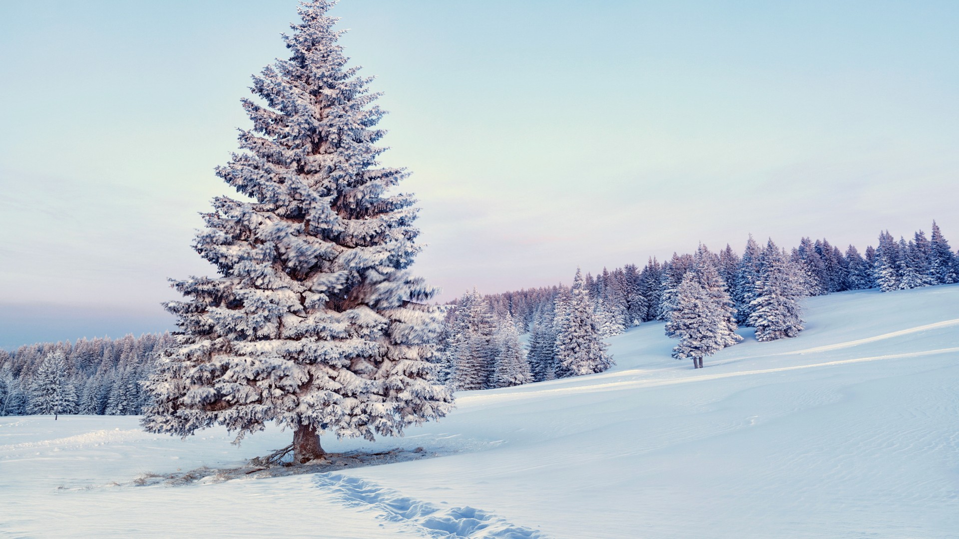 冬天，雪，自然，森林，树木，冬天风景图片壁纸