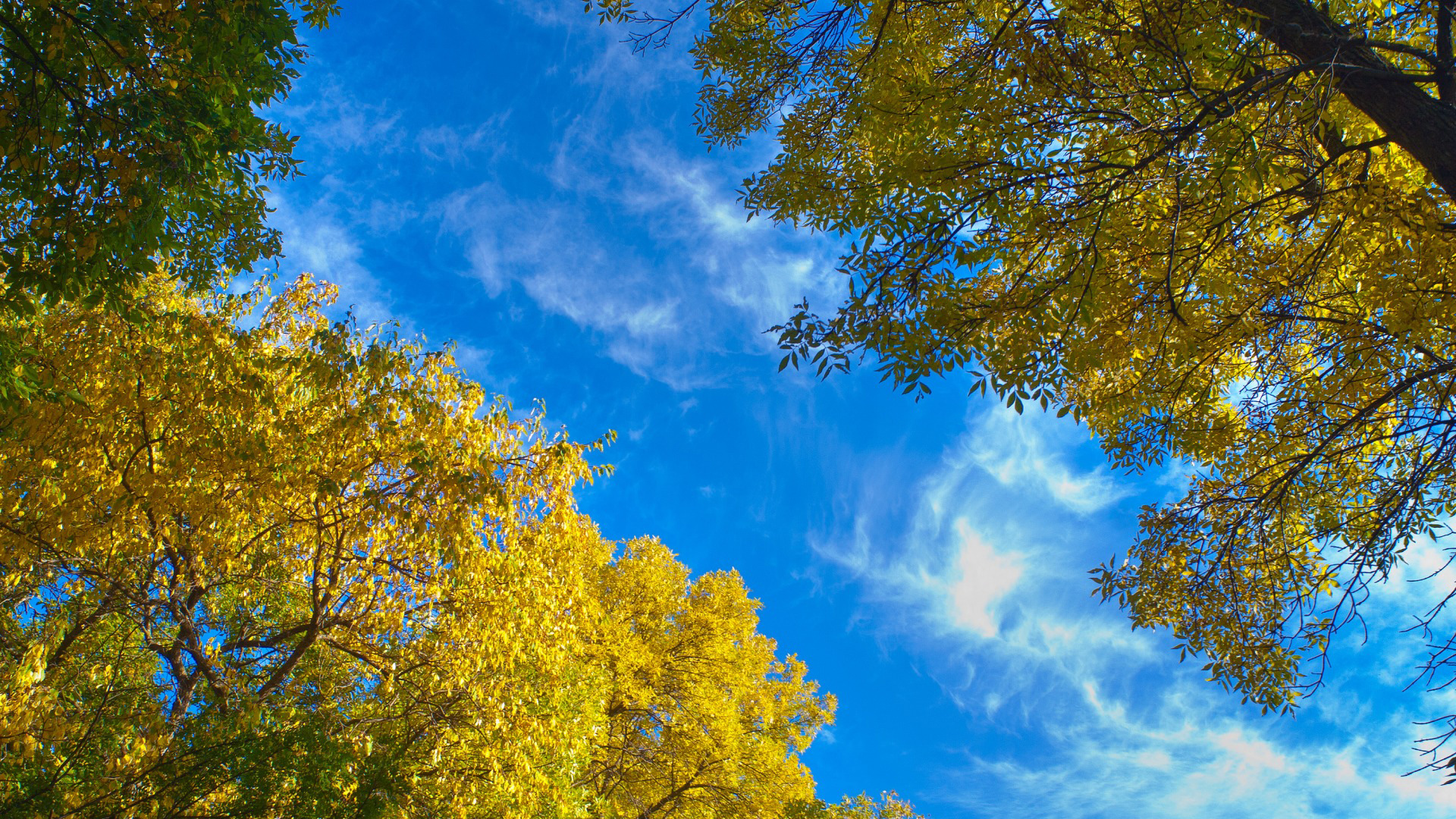 自然，蓝色的天空，树木，树叶，空隙，天空，云，美丽的风景桌面壁纸