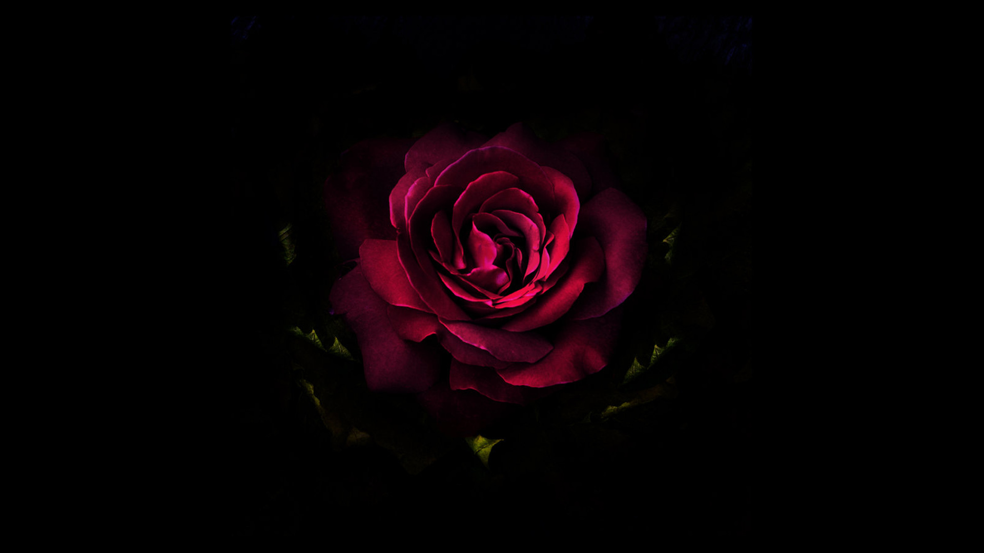 深紫色玫瑰花电脑桌面壁纸