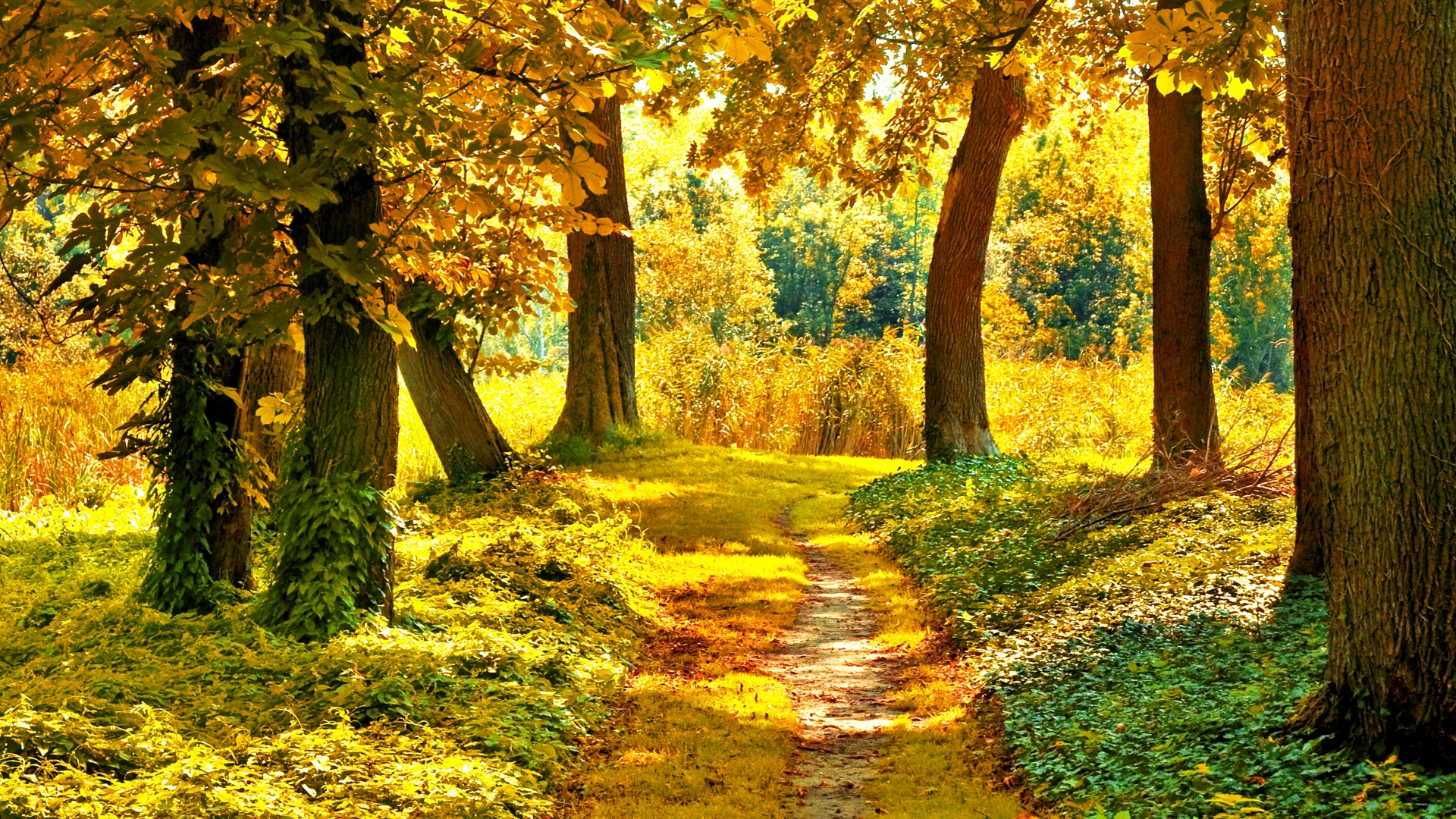 秋天的森林树木 树叶 草 小路 风景桌面壁纸