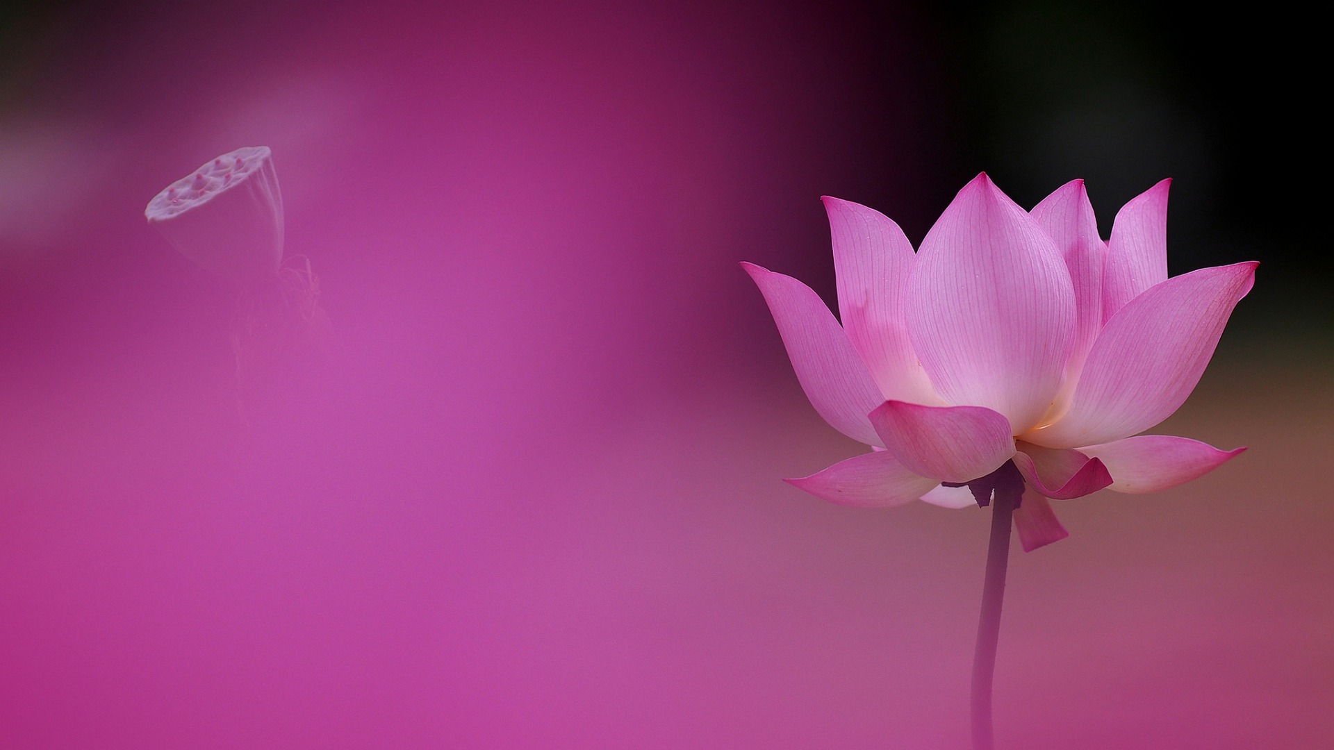 粉色莲花瓣背景花卉壁纸，免费高清电脑桌面背景下载