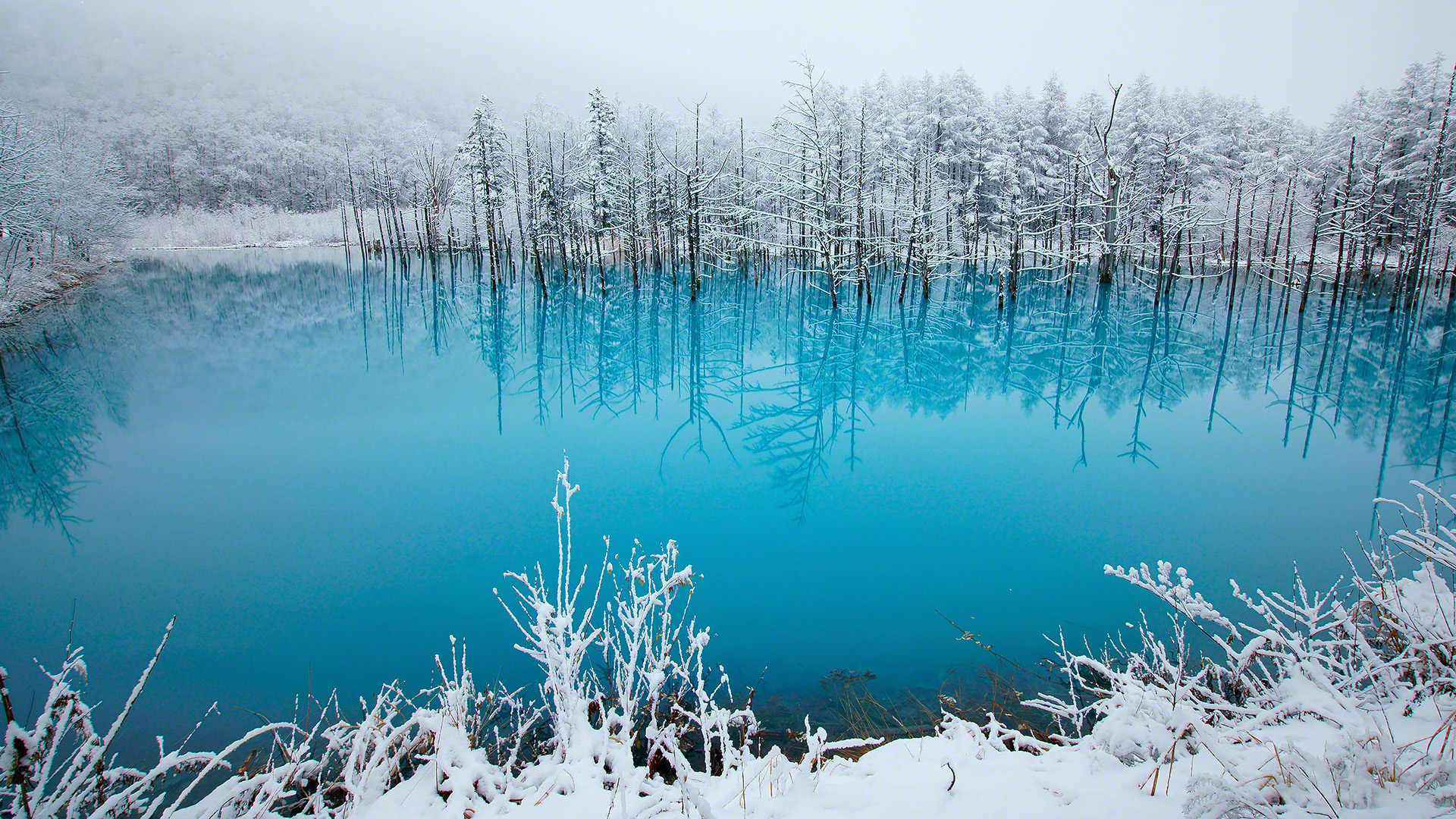 蓝色湖水，雪景，树林，北海道，冬天风景桌面壁纸