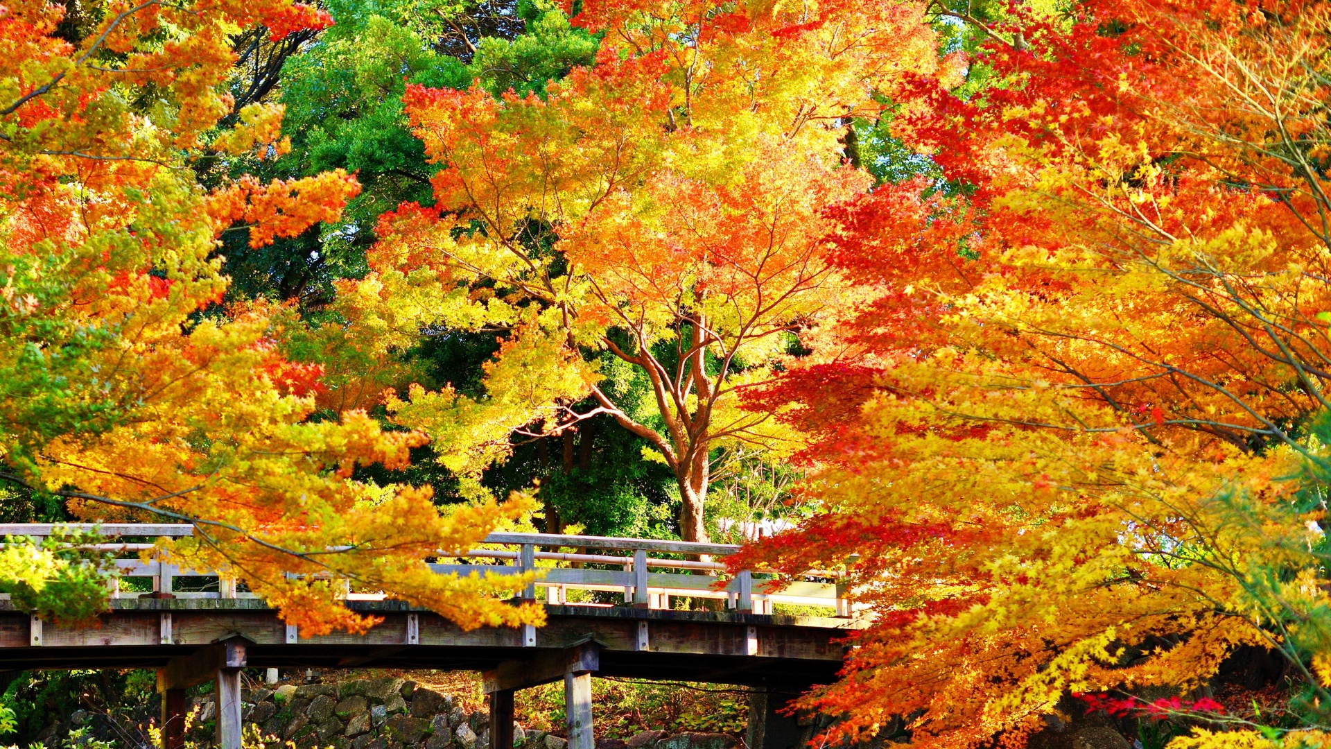 金色的秋天樹木橋樑公園陽光明媚風景桌面壁紙