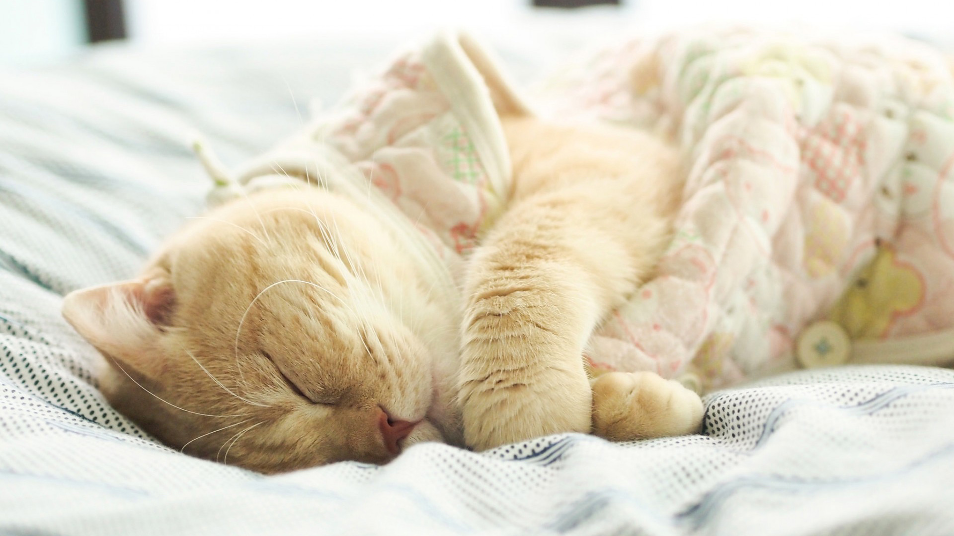 猫，英国，米色，睡觉，睡觉的照片，可爱猫猫桌面壁纸