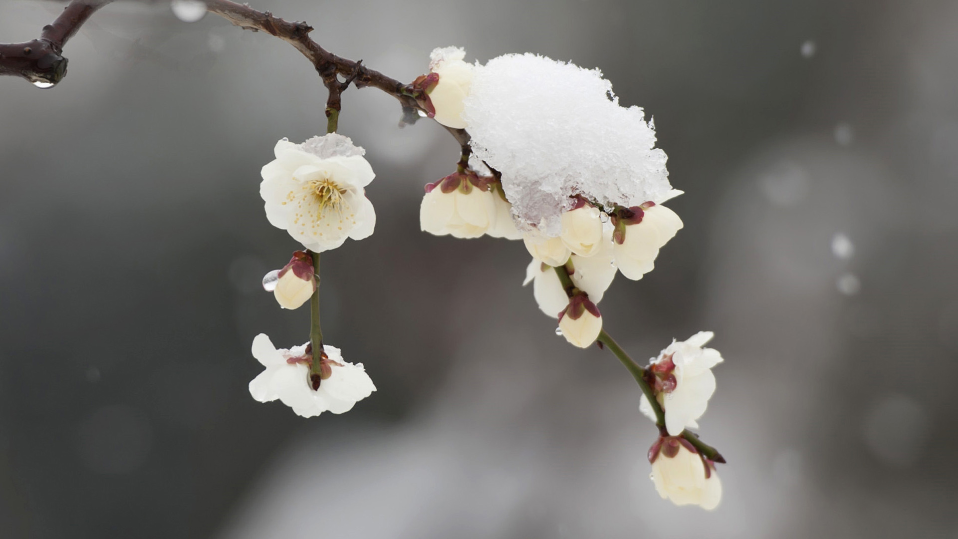 冬天 雪 梅花桌面壁纸