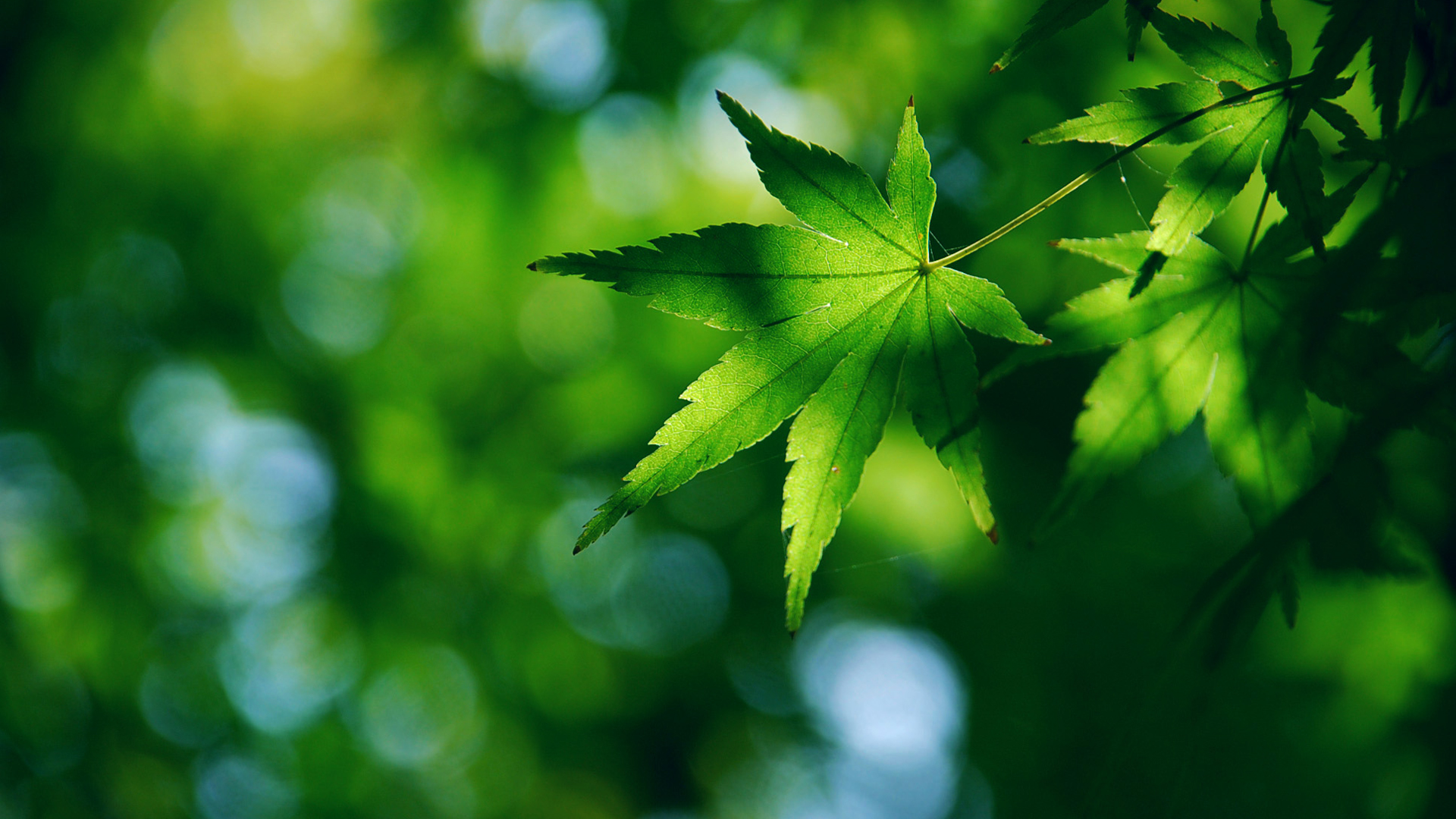 绿色枫叶护眼风景壁纸，免费高清电脑壁纸下载