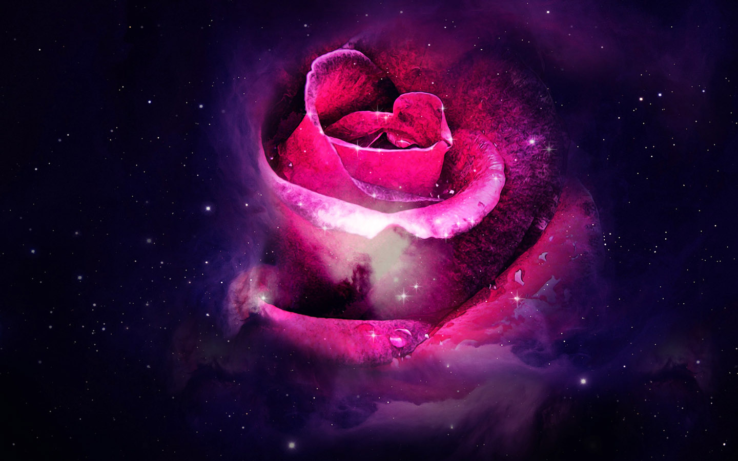 美丽的紫色玫瑰壁纸