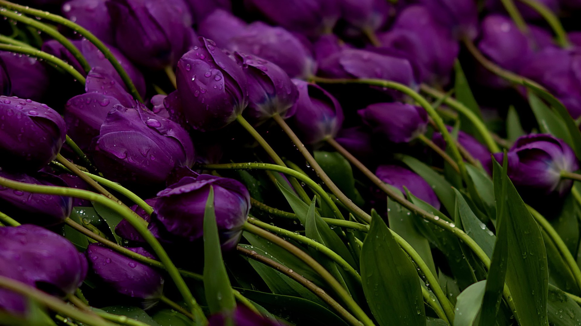 郁金香,花,紫色,壁纸