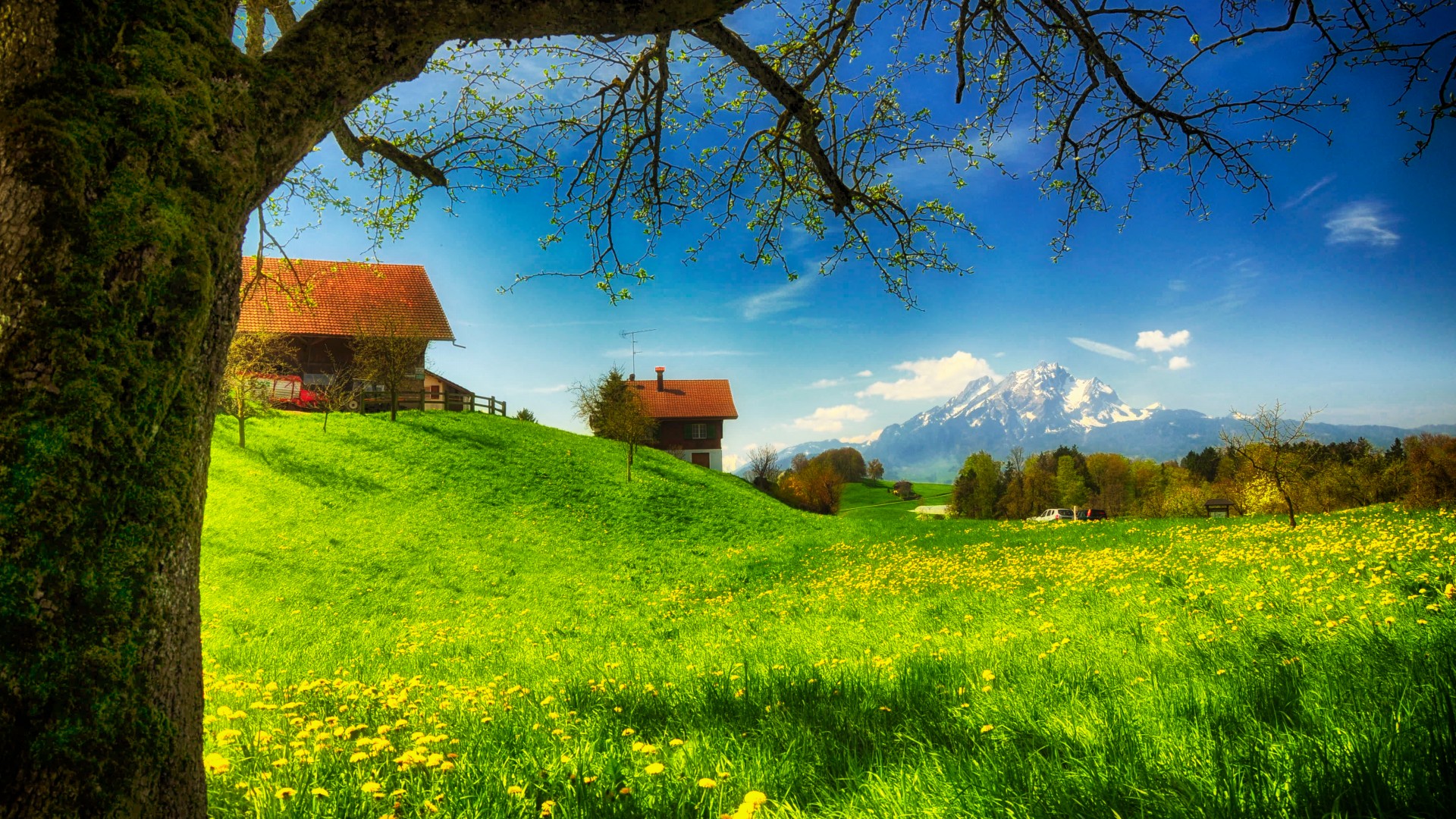 春天,绿色小草,鲜花,树,家小屋,风景桌面壁纸