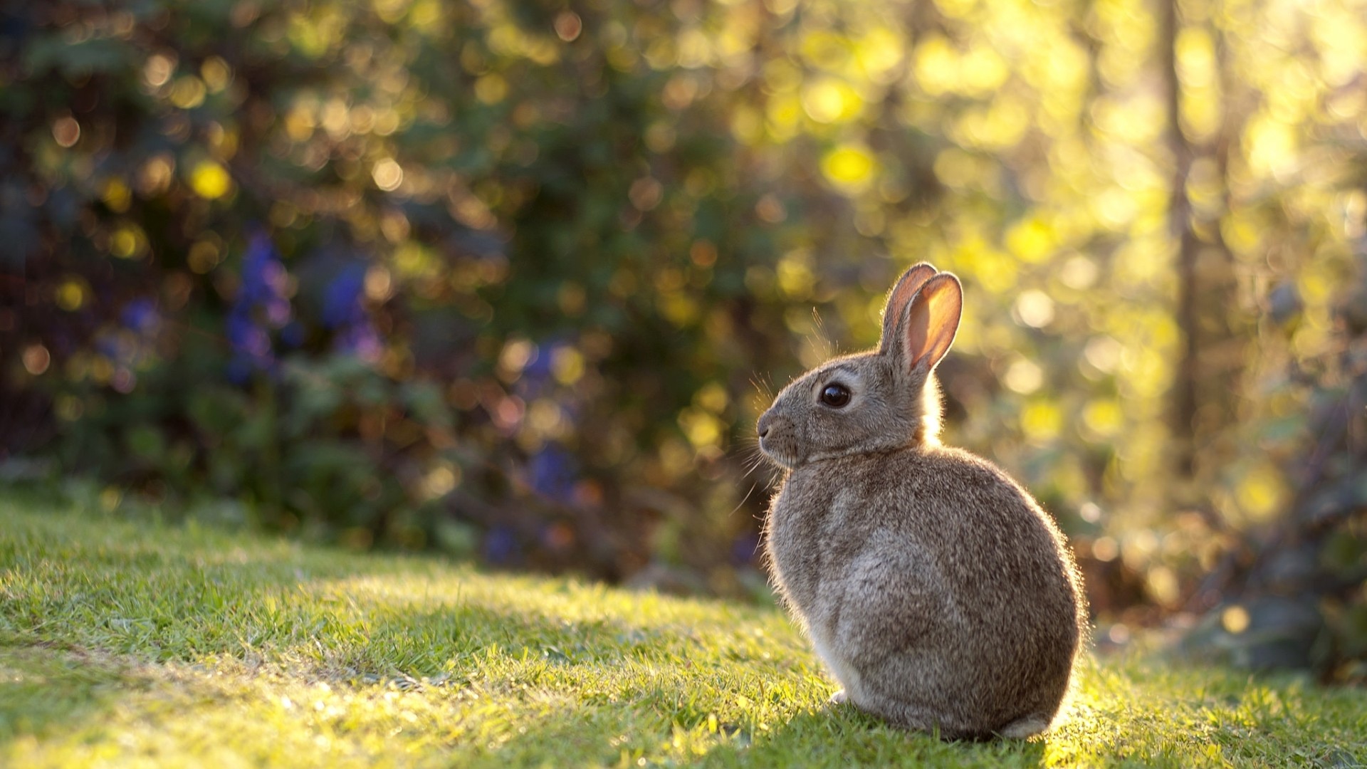 兔子,耳朵,草地,可爱兔子桌面壁纸