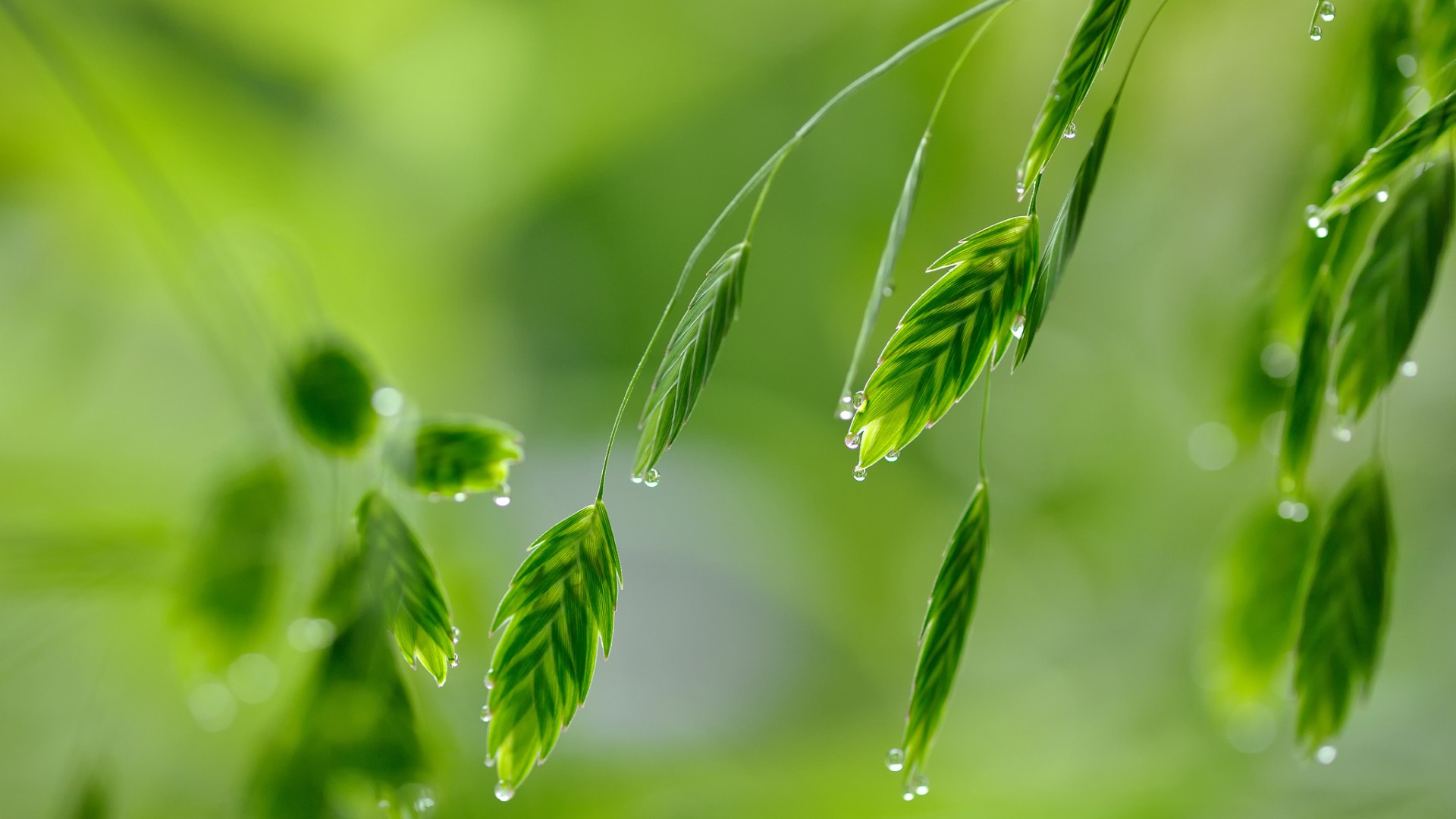 绿色植物，草，水滴，露珠，高清护眼壁纸