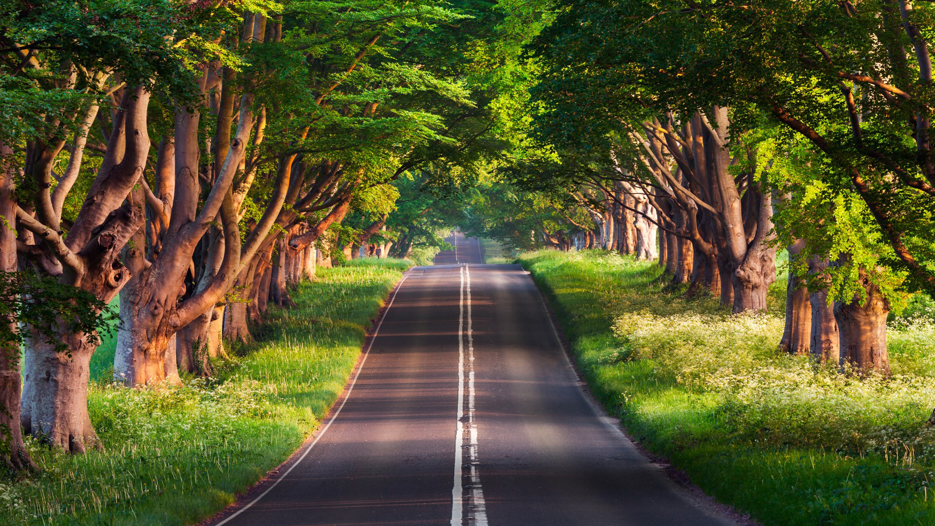 道路，绿色树林，夏天，自然，美丽的公路风景，护眼壁纸