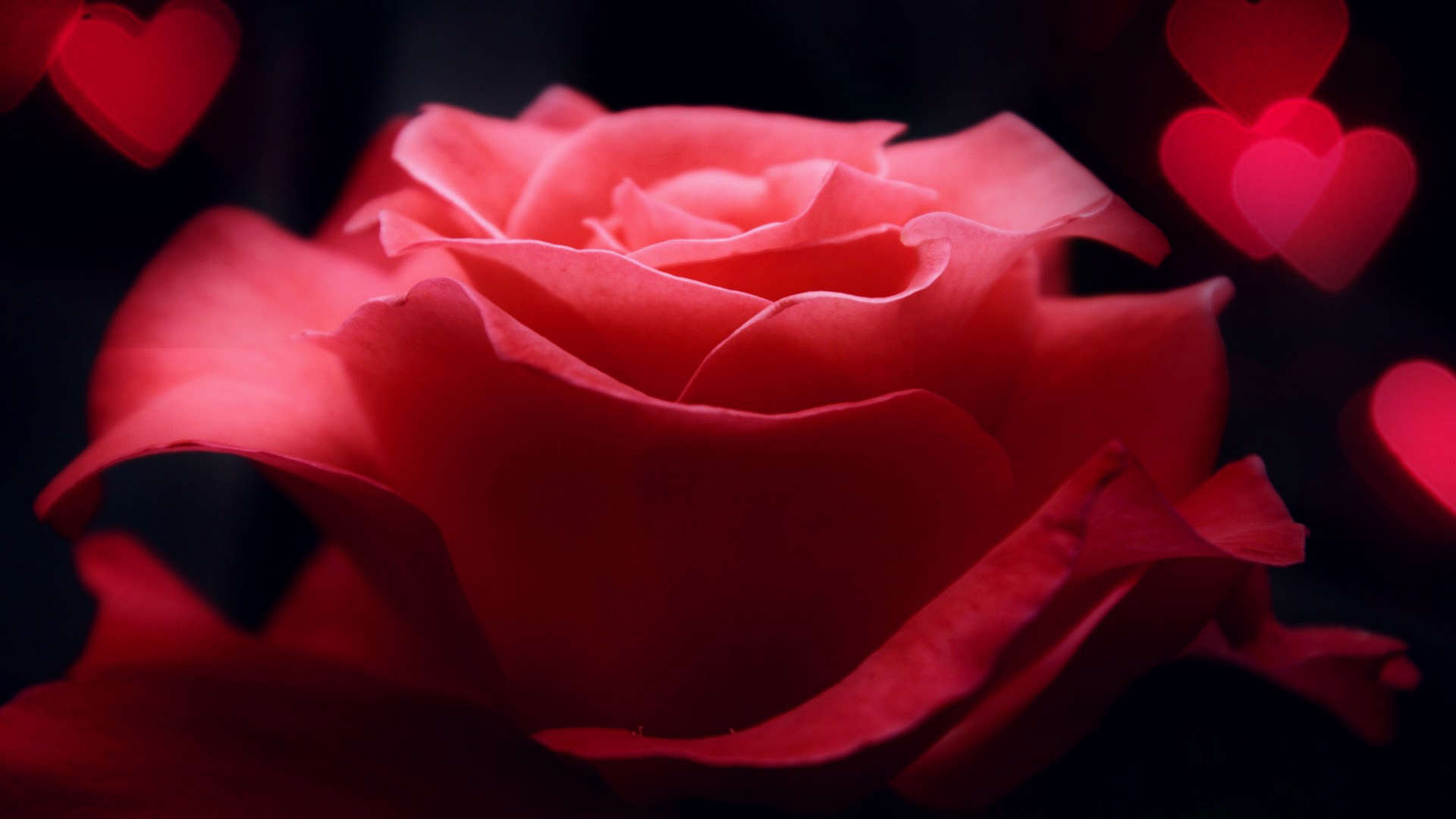粉红色玫瑰花,心,桌面壁纸