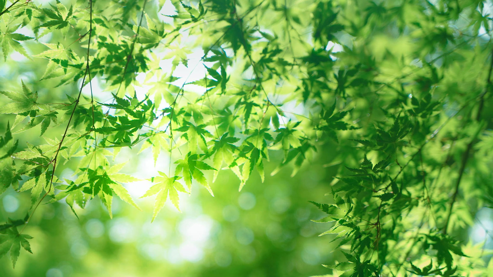 树叶，绿色，护眼，清新，叶子，阳光，安静，桌面壁纸