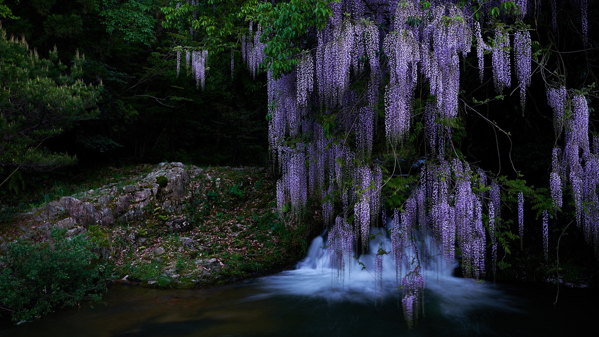 小溪流水,紫色鲜花,风景桌面壁纸