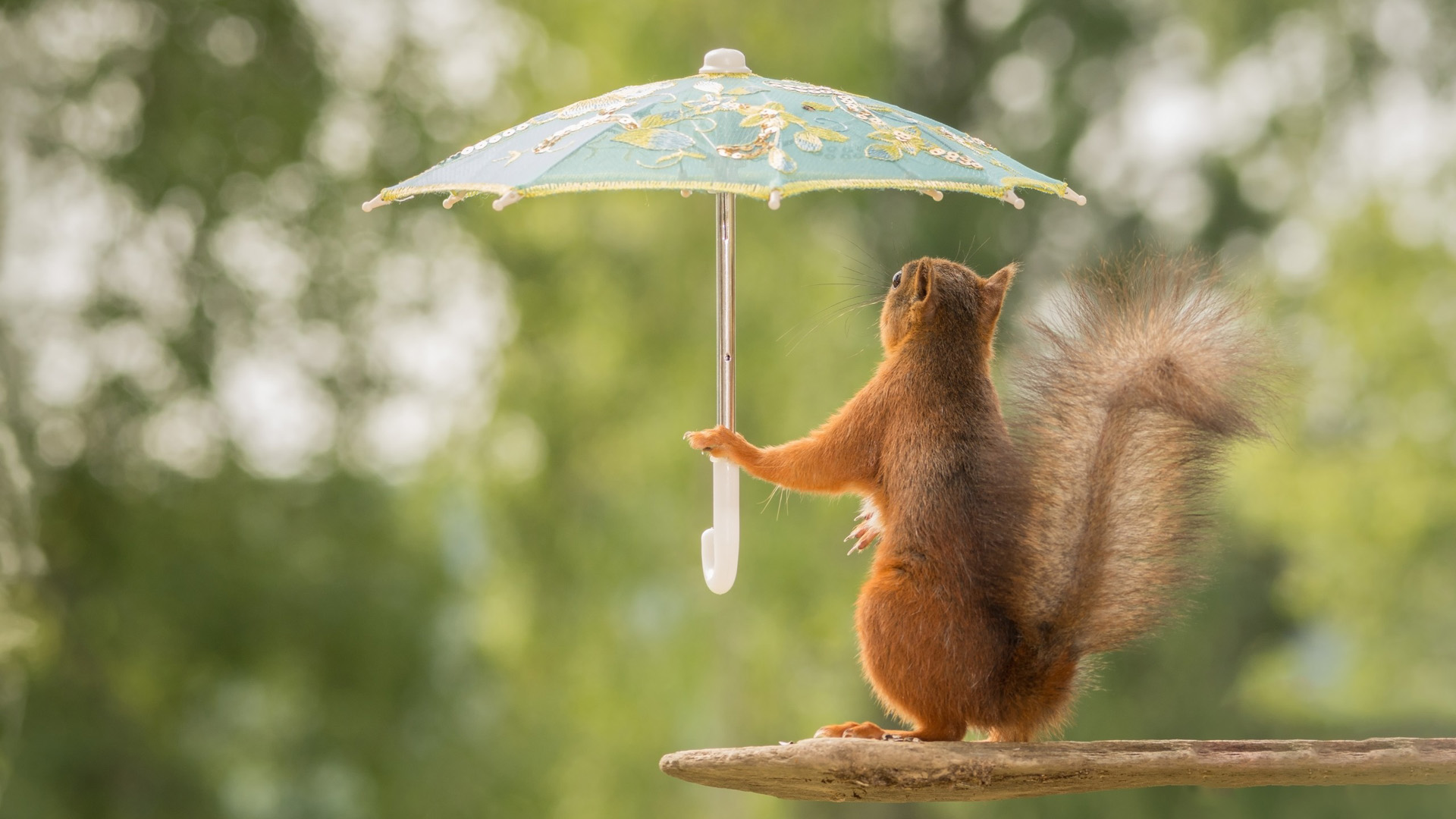 松鼠，雨伞，可爱姿势，尾巴，树木，松鼠桌面壁纸