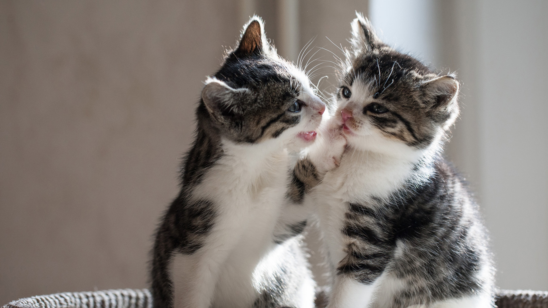 黑白色小猫可爱壁纸，免费下载高清动物电脑壁纸