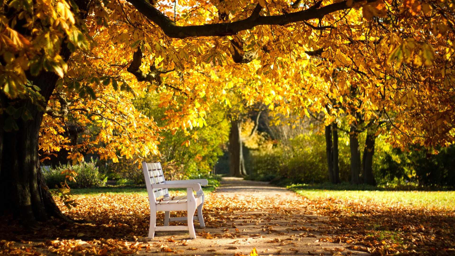 秋天风景,公园,长椅,树,树叶,壁纸