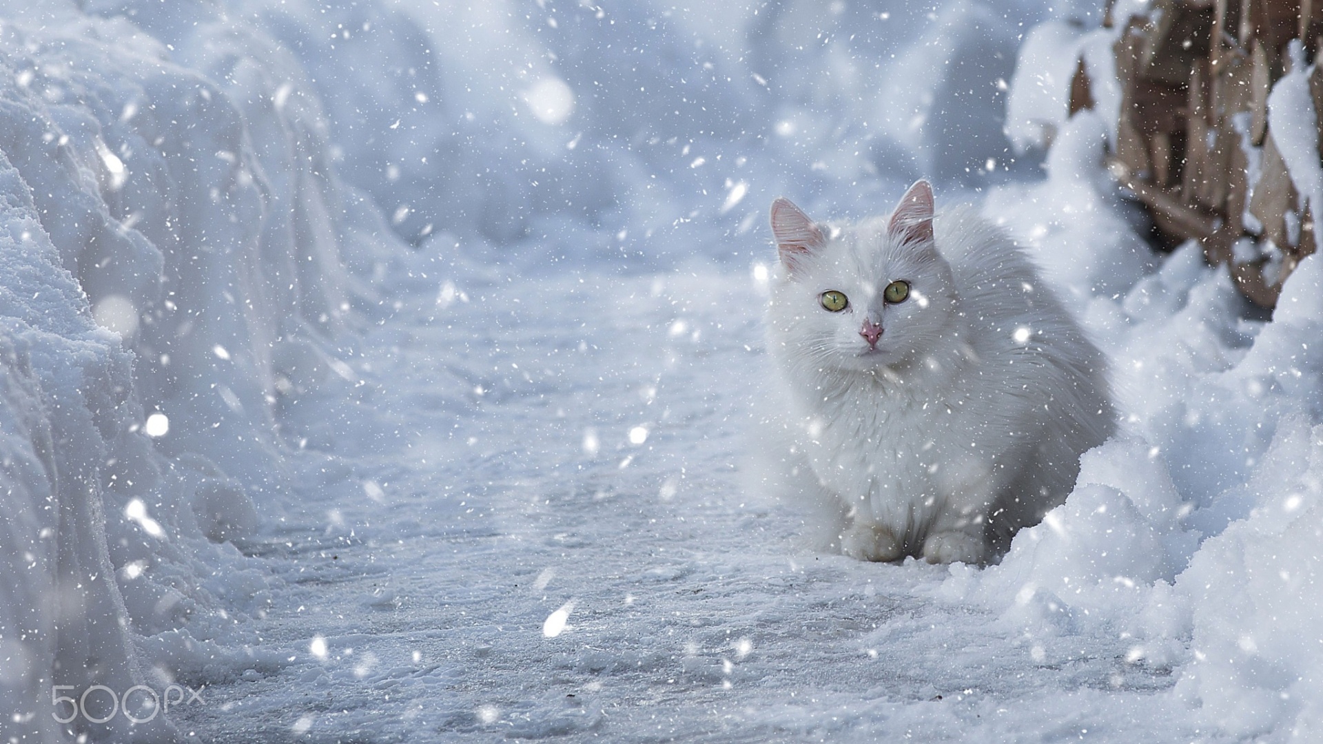 冬天的雪猫咪桌面壁纸