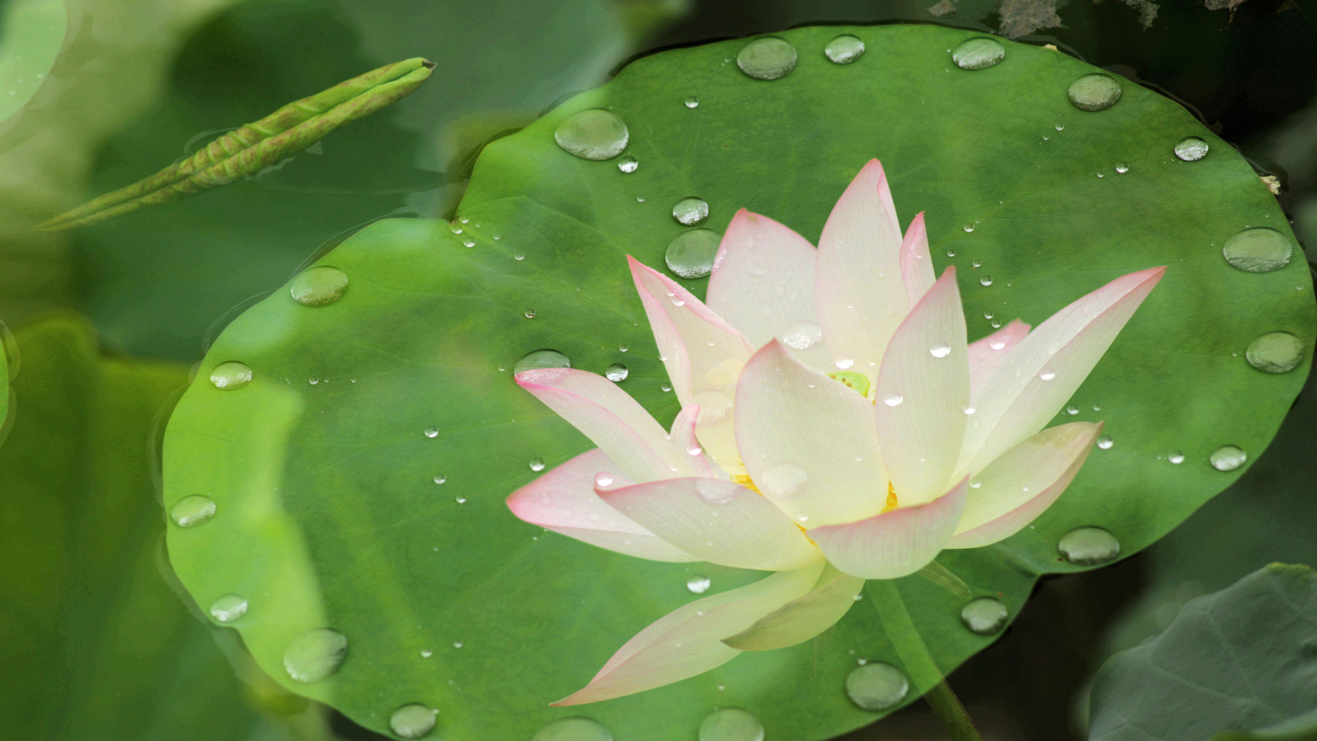 雨后清荷桌面壁纸