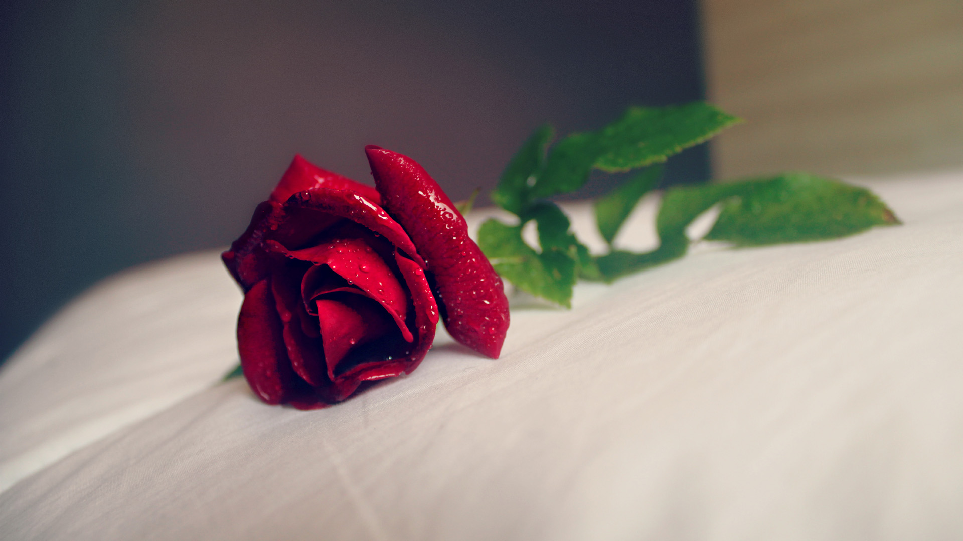床上玫瑰花桌面壁纸